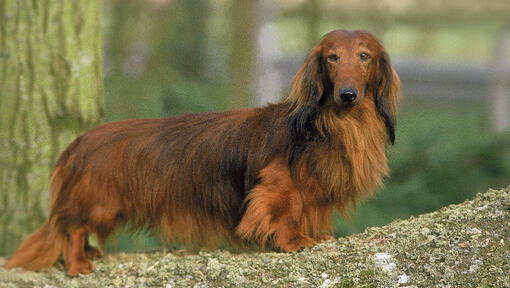 teckel-poil-long-tout-savoir-sur-la-race-de-chien-purina-be